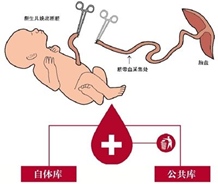 脐带血应用不止造血干细胞移植 NK细胞亦有巨大医疗价值